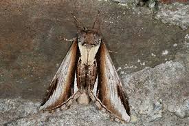 Attēlu rezultāti vaicājumam “Pheosia gnoma”