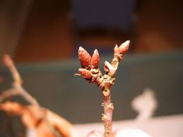 Attēlu rezultāti vaicājumam “Quercus robur bud”