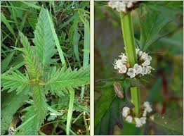 Attēlu rezultāti vaicājumam “Lycopus europaeus flower”