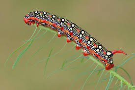 Attēlu rezultāti vaicājumam “Hyles gallii larva”