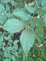 Attēlu rezultāti vaicājumam “Syringa reticulata subsp. amurensis”