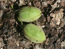 Attēlu rezultāti vaicājumam “Juglans cinerea fruit”