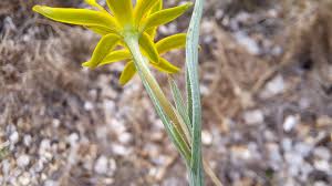 Attēlu rezultāti vaicājumam “Gagea pratensis flower”
