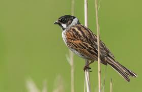 Attēlu rezultāti vaicājumam “Emberiza schoeniclus”
