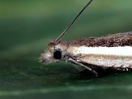 Attēlu rezultāti vaicājumam “Ancylis apicella”