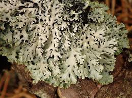 Attēlu rezultāti vaicājumam “Hypogymnia physodes”