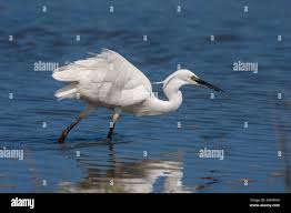 Image result for Egretta garzetta