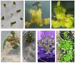 Attēlu rezultāti vaicājumam “Cardaminopsis arenosa fruit”