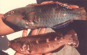 Image result for Sparisoma amplum