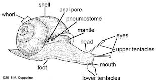 Attēlu rezultāti vaicājumam “Mollusca”