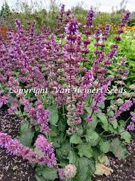 Attēlu rezultāti vaicājumam “Salvia verticillata flower”