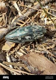 Attēlu rezultāti vaicājumam “Chalcophora mariana”