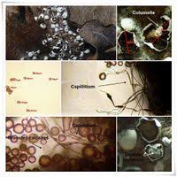 Attēlu rezultāti vaicājumam “Diderma globosum”