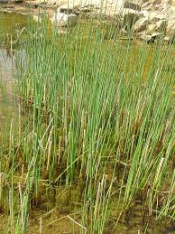 Attēlu rezultāti vaicājumam “Schoenoplectus lacustris subsp. glaucus bud”