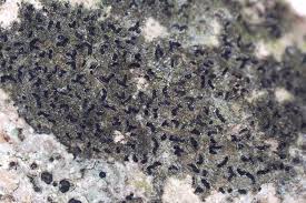 Attēlu rezultāti vaicājumam “Alyxoria varia”