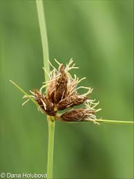 Attēlu rezultāti vaicājumam “Bolboschoenus maritimus”