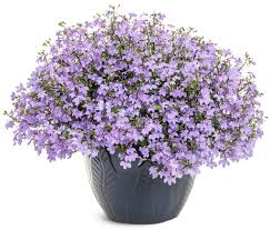 Attēlu rezultāti vaicājumam “Lobelia erinus flower”