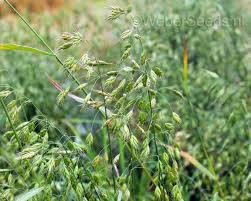 Attēlu rezultāti vaicājumam “Bromus secalinus”