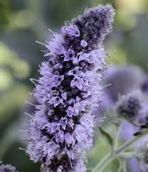 Attēlu rezultāti vaicājumam “Mentha longifolia”