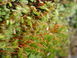 Attēlu rezultāti vaicājumam “Pohlia cruda”