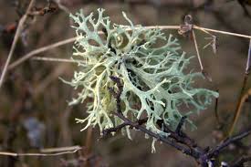 Attēlu rezultāti vaicājumam “Evernia prunastri”