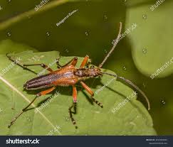 Attēlu rezultāti vaicājumam “Stenocorus meridianus”