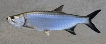 Image result for Megalops atlanticus