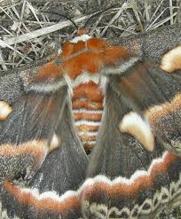 Attēlu rezultāti vaicājumam “Lepidoptera”