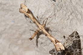 Attēlu rezultāti vaicājumam “Platyptilia gonodactyla”