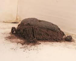 Attēlu rezultāti vaicājumam “Symphytocarpus flaccidus”