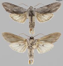 Attēlu rezultāti vaicājumam “Cucullia lucifuga larva”