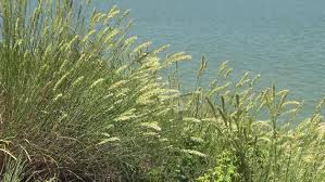 Attēlu rezultāti vaicājumam “Calamagrostis epigeios”