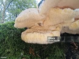 Attēlu rezultāti vaicājumam “Hericium cirrhatum”