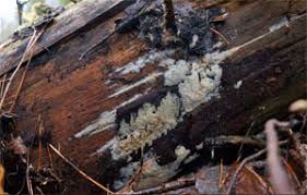 Attēlu rezultāti vaicājumam “Skeletocutis brevispora”