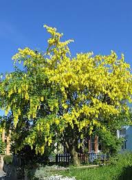Attēlu rezultāti vaicājumam “Laburnum alpinum fruit”