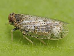 Attēlu rezultāti vaicājumam “Cixiidae”