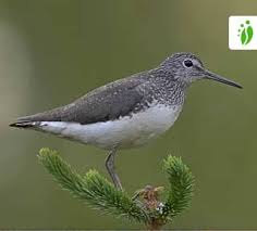 Attēlu rezultāti vaicājumam “Tringa ochropus”