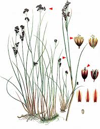 Attēlu rezultāti vaicājumam “Juncus alpinoarticulatus”