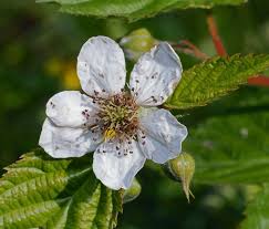 Attēlu rezultāti vaicājumam “Rubus nessensis”