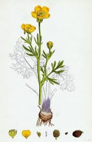 Attēlu rezultāti vaicājumam “Ranunculus bulbosus”