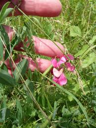 Attēlu rezultāti vaicājumam “Lathyrus tuberosus”