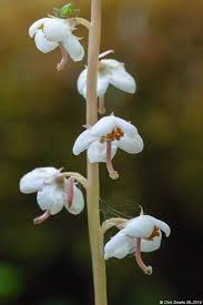 Attēlu rezultāti vaicājumam “Pyrola rotundifolia”