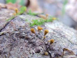 Attēlu rezultāti vaicājumam “Hemitrichia calyculata young”