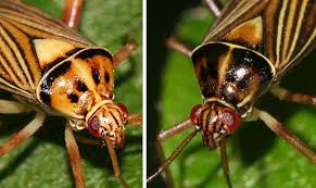 Attēlu rezultāti vaicājumam “Rhabdomiris striatellus imago”