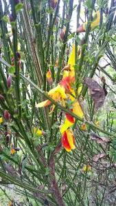 Attēlu rezultāti vaicājumam “Cytisus scoparius fruit”