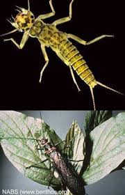 Attēlu rezultāti vaicājumam “Plecoptera”