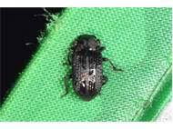 Attēlu rezultāti vaicājumam “Bolitophagus reticulatus imago”