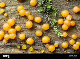 Attēlu rezultāti vaicājumam “Dacrymyces stillatus”