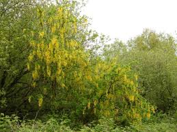 Attēlu rezultāti vaicājumam “Laburnum anagyroides”