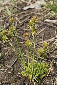 Attēlu rezultāti vaicājumam “Juncus capitatus”